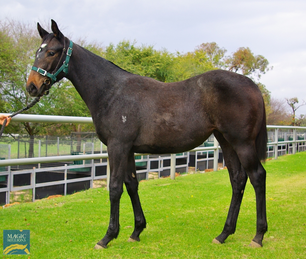 2024 Perth Winter Thoroughbred Sale Magic Millions Online Catalogue